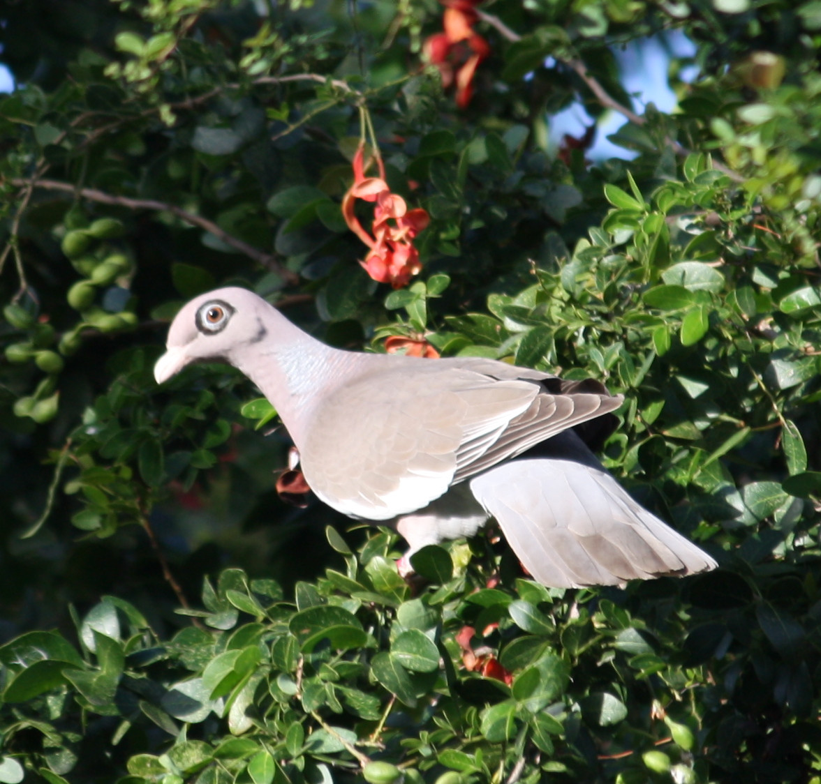 image Bare-eyed Pigeon